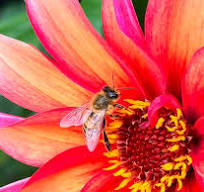 De inheemse wilde bij, lezing Ina ter Haar